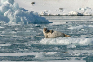 Kako će se rusija boriti protiv globalnog zatopljenja